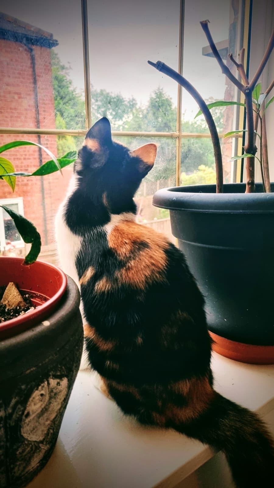 The Lookout